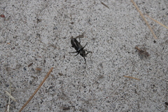 Xylotrechus nauticus