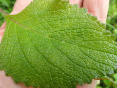 Plectranthus grallatus