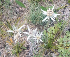 Leontopodium leontopodioides