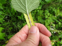 Plectranthus grallatus