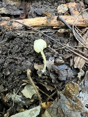 Entoloma olivaceomarginatum