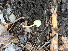 Entoloma olivaceomarginatum