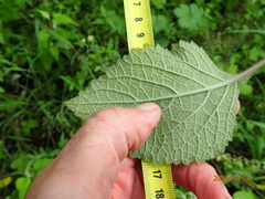 Plectranthus grallatus