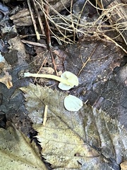 Entoloma olivaceomarginatum