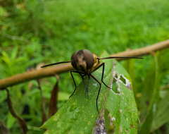 Exoprosopa brevirostris
