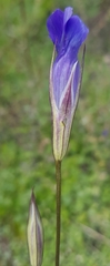 Gentianopsis barbata