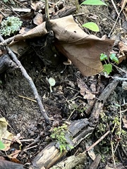 Entoloma olivaceomarginatum