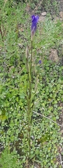 Gentianopsis barbata