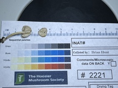 Entoloma olivaceomarginatum