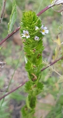 Euphrasia pectinata