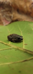 Adenomera marmorata