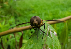 Exoprosopa brevirostris