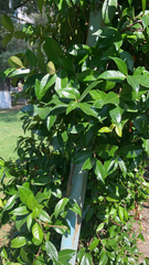 Apocynoideae