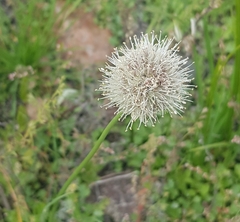Allium leucocephalum