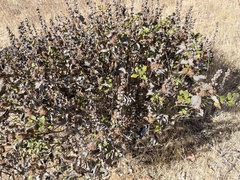 Ambrosia chenopodiifolia