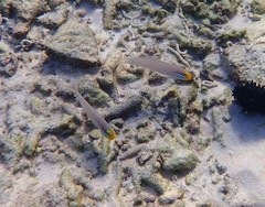 Valenciennea strigata