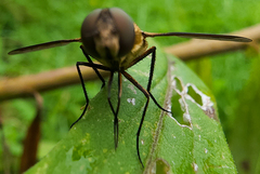 Exoprosopa brevirostris