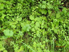 Plectranthus grallatus