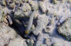 Valenciennea strigata