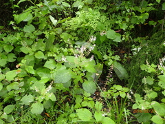 Plectranthus grallatus