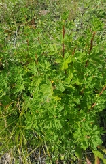 Dasiphora parvifolia