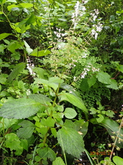 Plectranthus grallatus