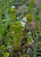 Euphrasia pectinata