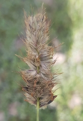 Alopecurus turczaninovii
