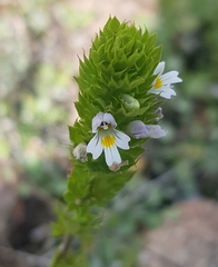 Euphrasia pectinata