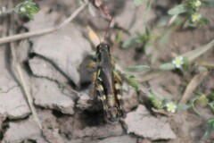 Melanoplus stupefactus