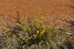 Acacia restiacea