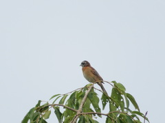 Emberiza cioides