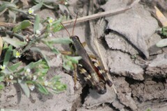 Melanoplus stupefactus