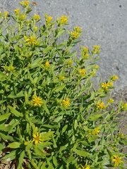 Columbiadoria hallii
