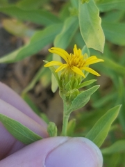 Columbiadoria hallii