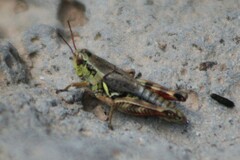 Melanoplus stupefactus