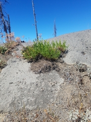 Columbiadoria hallii