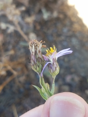 Eucephalus ledophyllus ledophyllus
