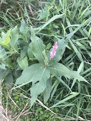 Persicaria amphibia