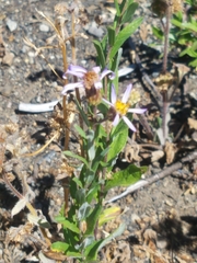 Eucephalus ledophyllus ledophyllus