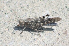 Trimerotropis cyaneipennis