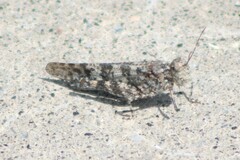 Trimerotropis cyaneipennis