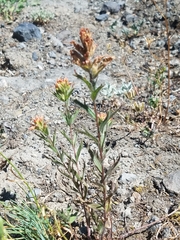 Castilleja hispida hispida