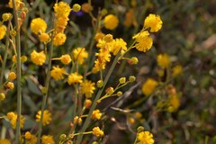 Acacia restiacea