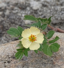 Kallstroemia rosei