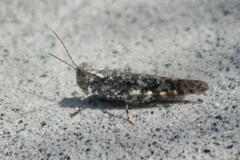 Trimerotropis cyaneipennis