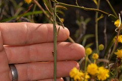 Acacia restiacea