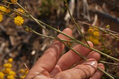 Acacia restiacea