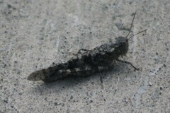 Trimerotropis cyaneipennis