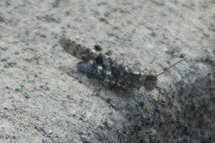 Trimerotropis cyaneipennis